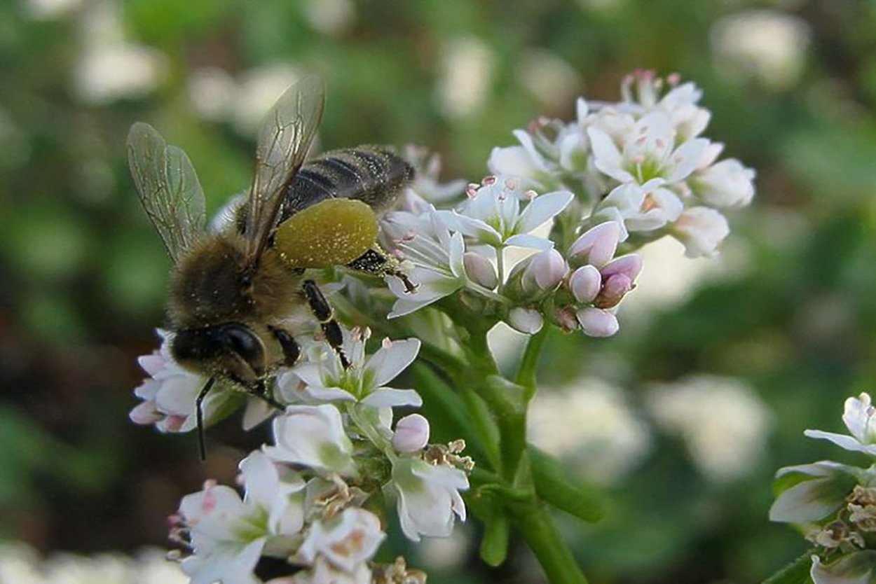 Гречиха медонос