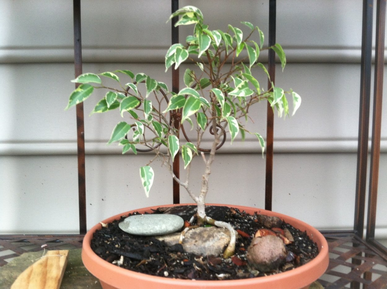 Авокадо бонсай