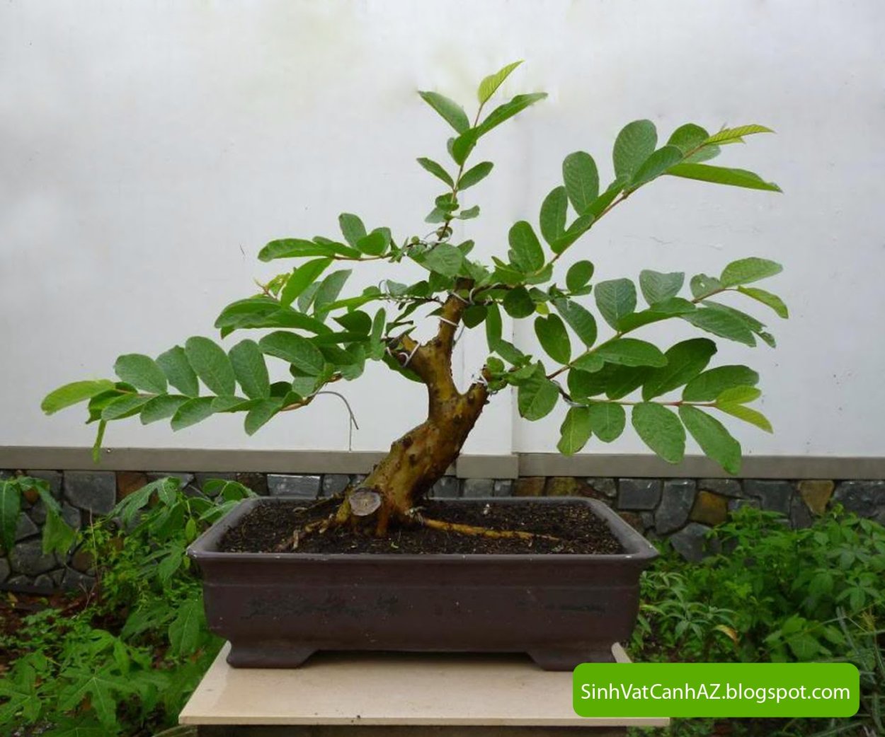 Фейхоа бонсай