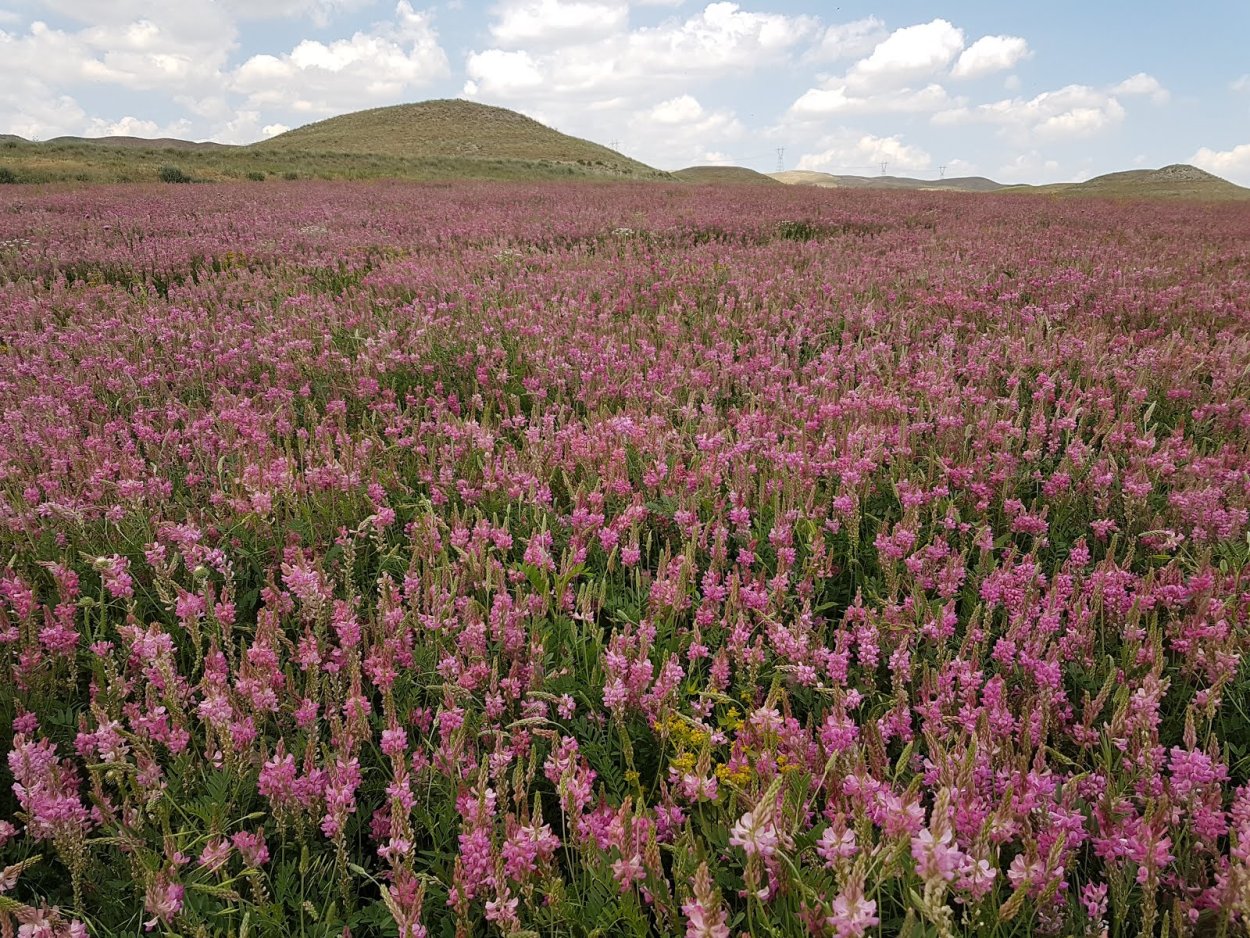 Эспарцет посевной