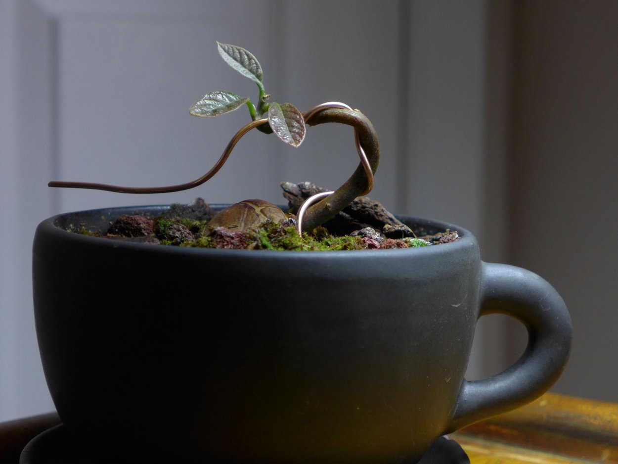 Авокадо бонсай