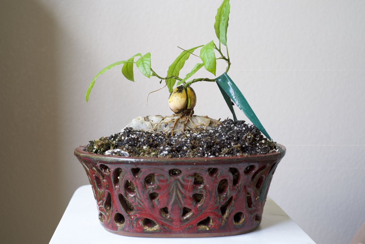 Бонсай из авокадо этапы