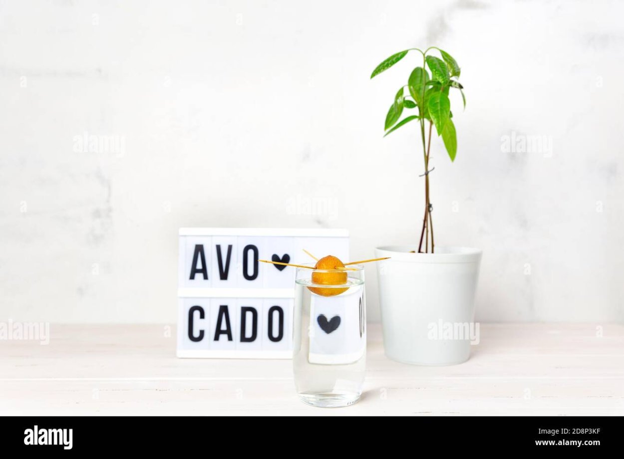 Авокадо в горшке на белом