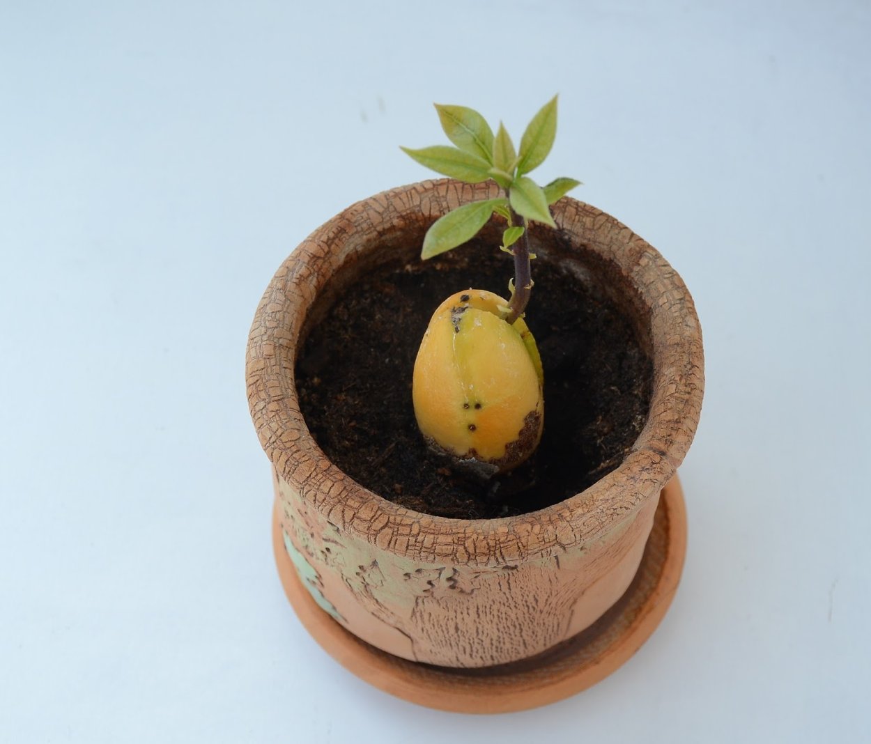 ,Авокадо пророщенный авокадо