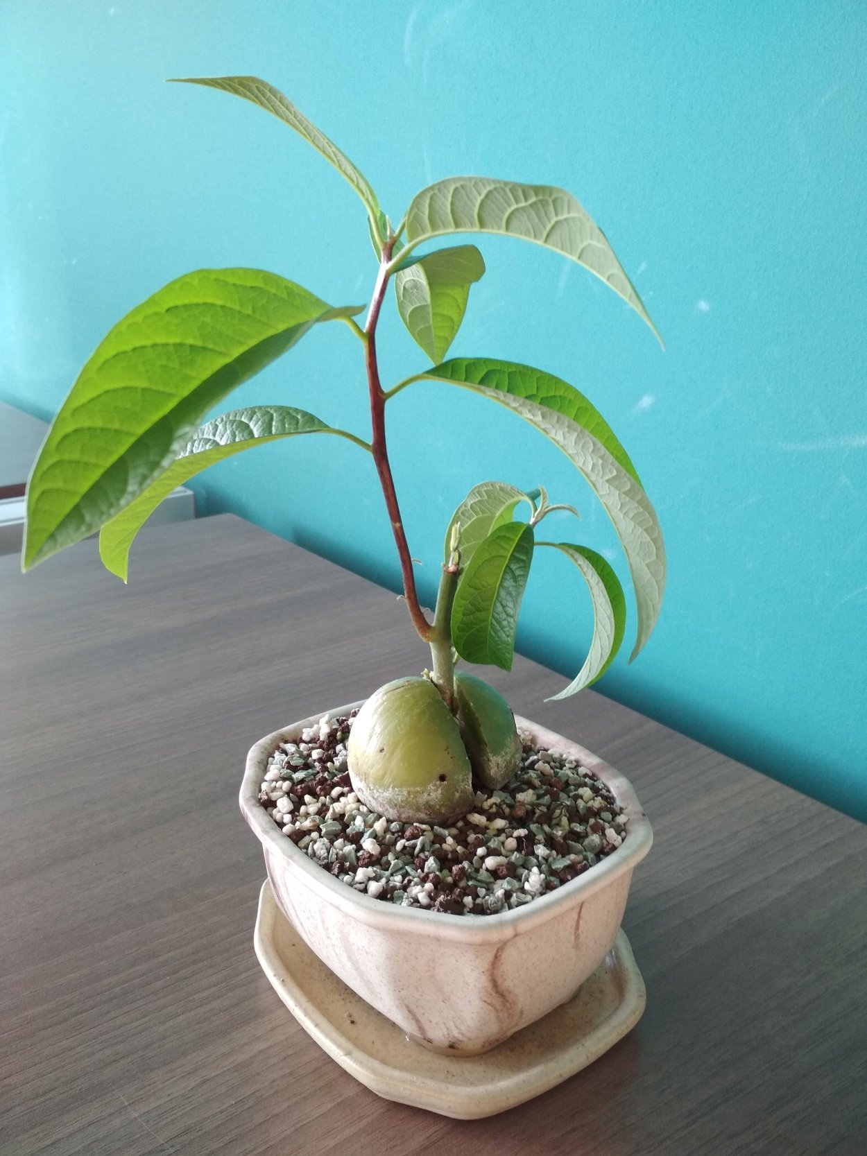 Бонсай авокадо авокадо