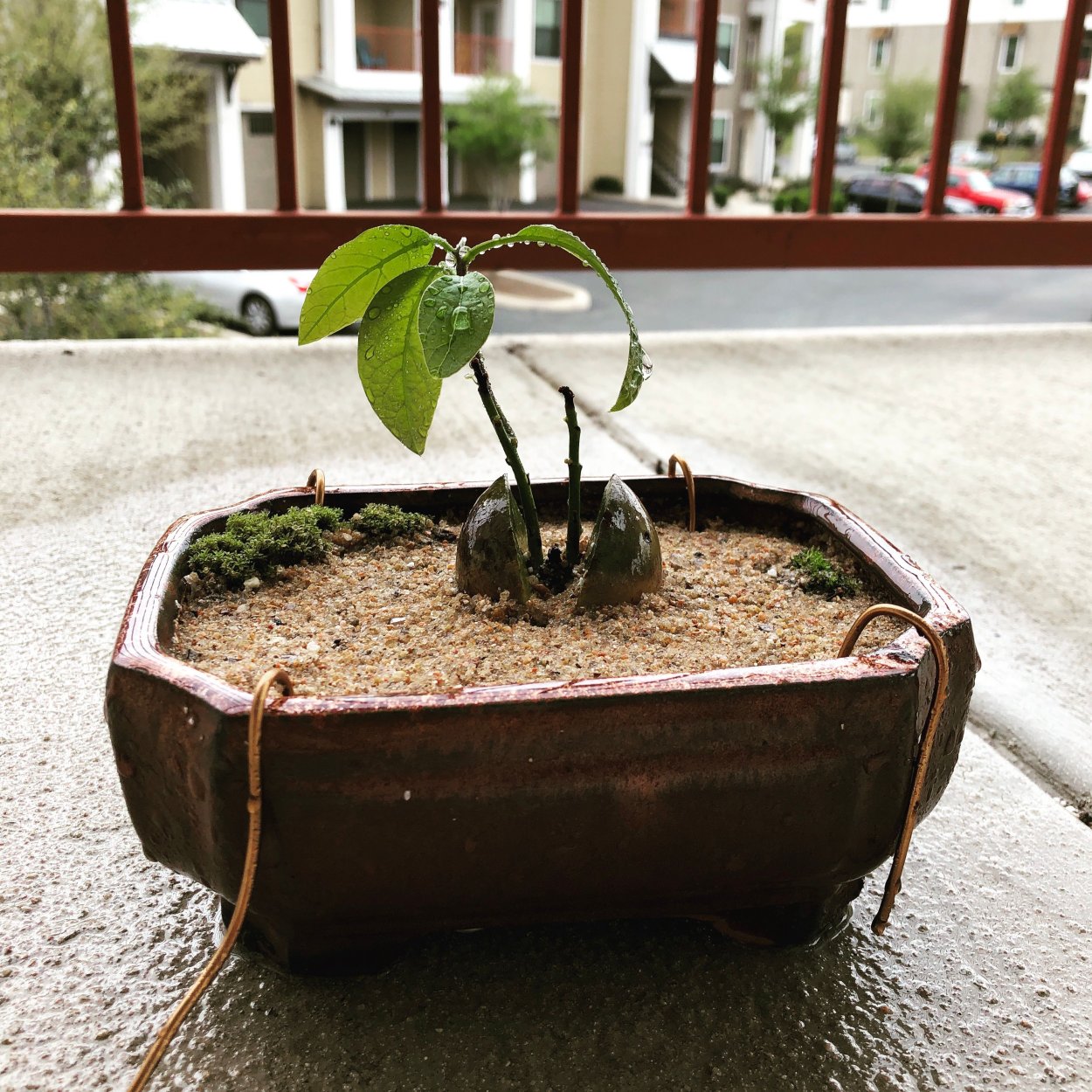 Авокадо растение бонсай