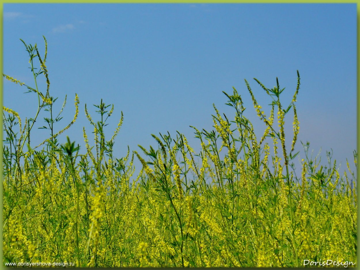Донник Луговой