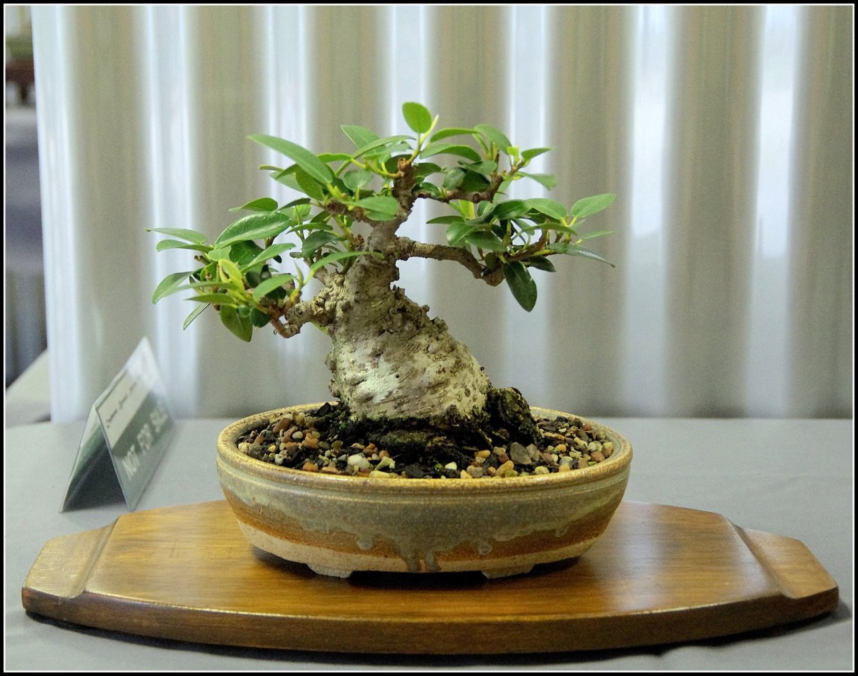 Фикус крохотный