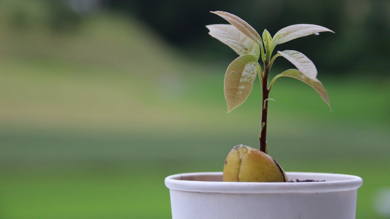 Авокадо светолюбивое
