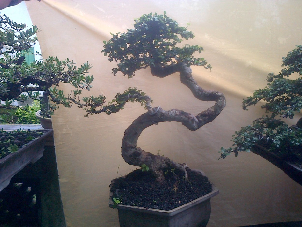 Бонсай из синадениума