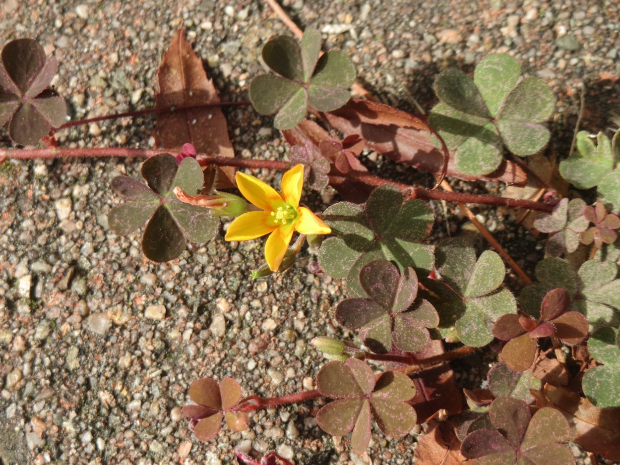 Кислица рожковая (Oxalis corniculata)
