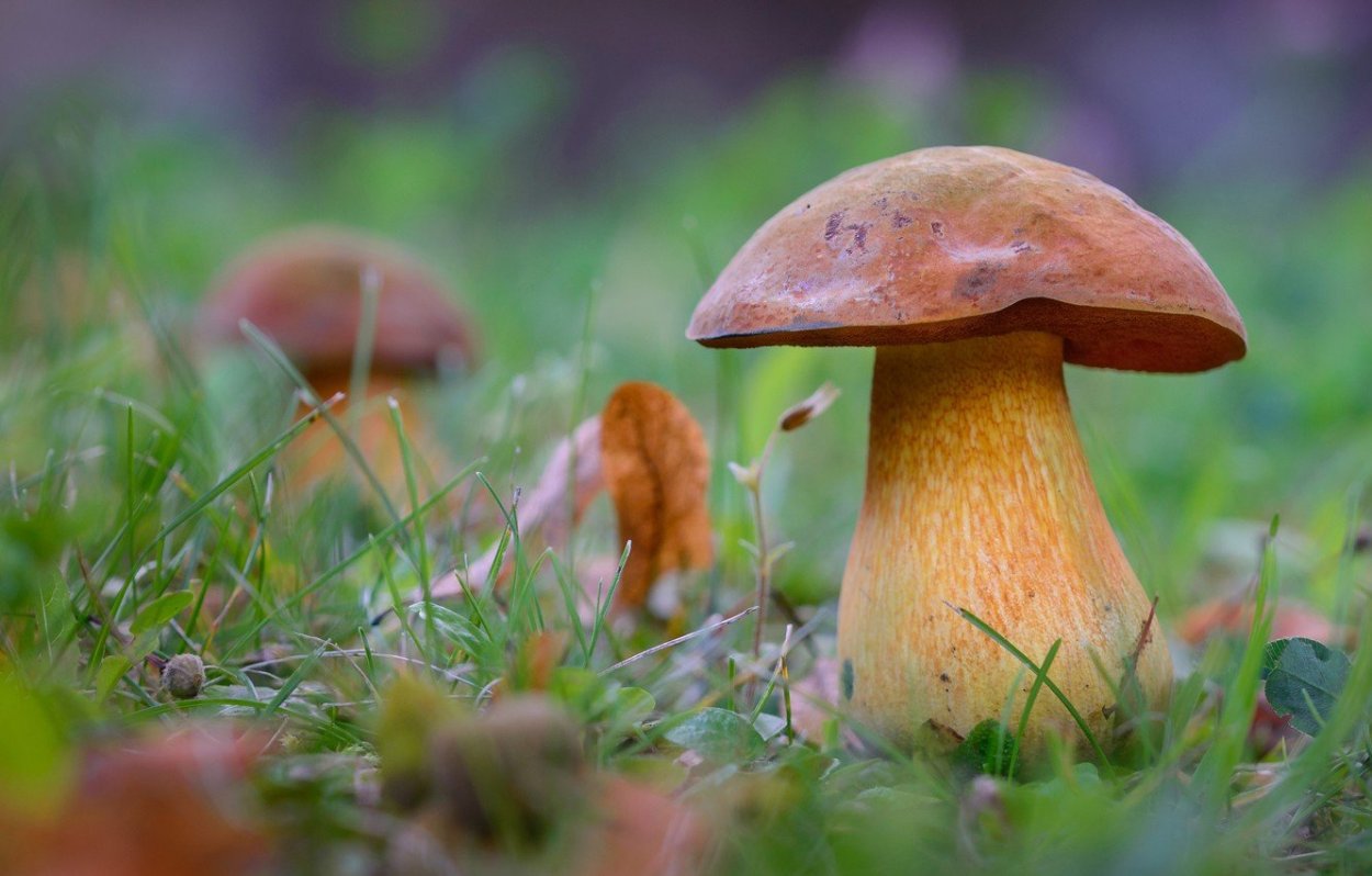 Красивые грибы