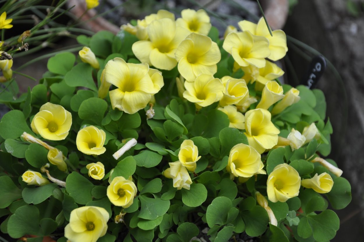 Кислица крупнокорневая Oxalis megalorhiza