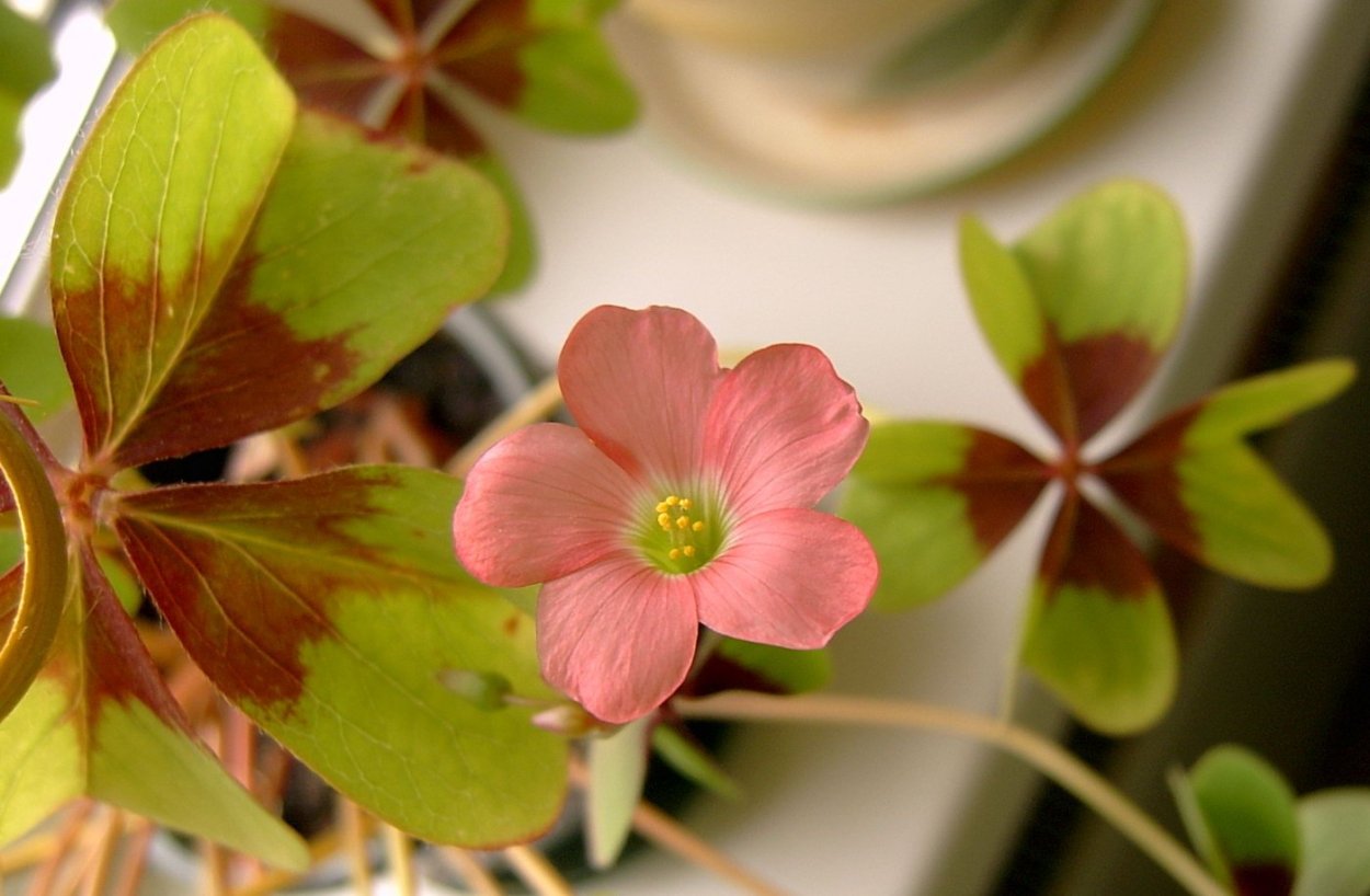 Кислица Oxalis stellata