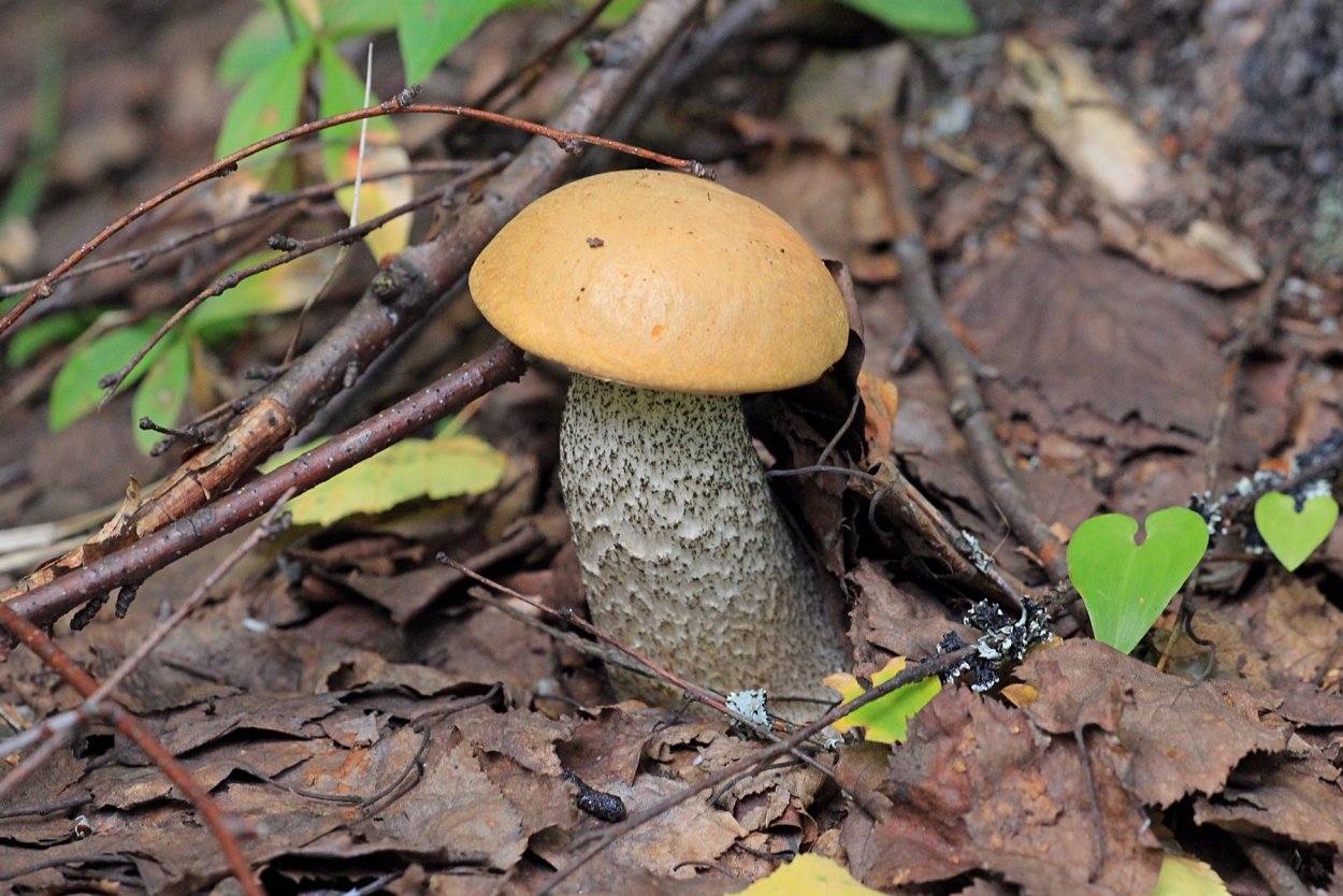 Желтый гриб подосиновик