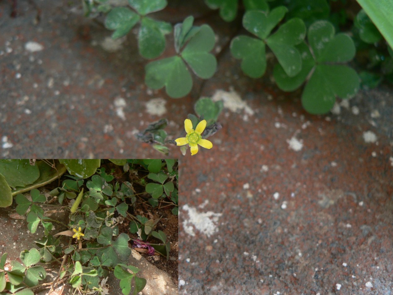 Oxalis corniculata