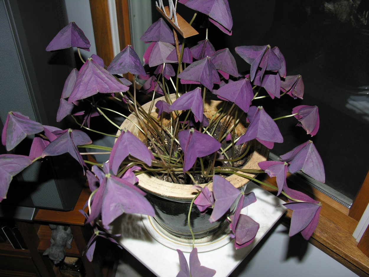 Кислица оксалис вечером