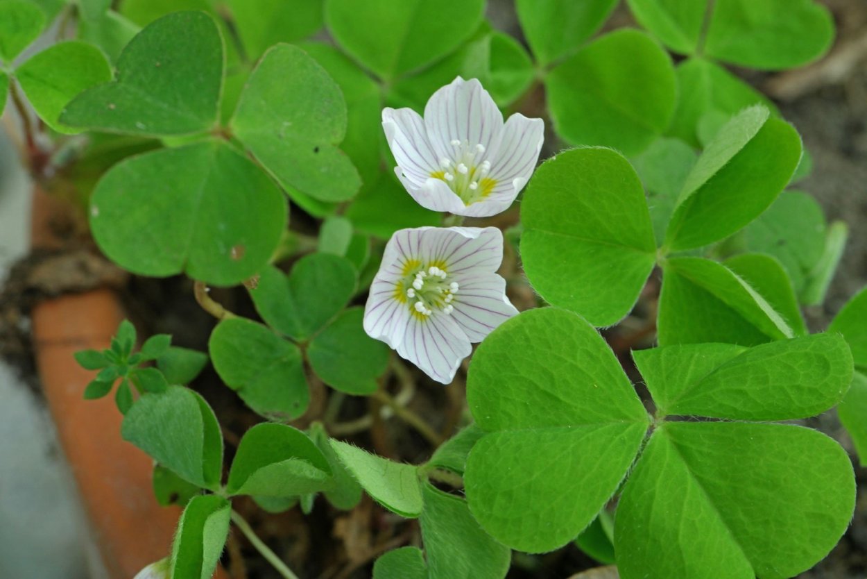Oxalis acetosella