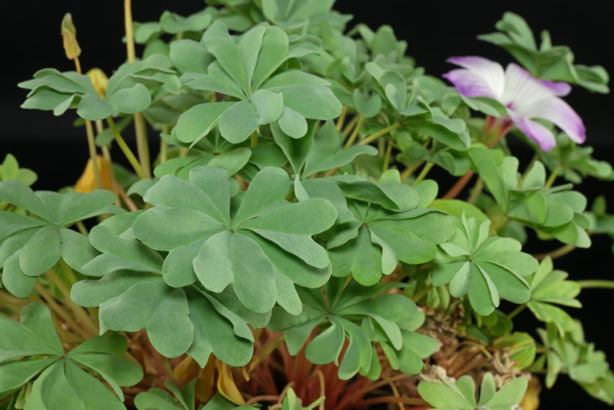 Оксалис (Кислица) железистолистная