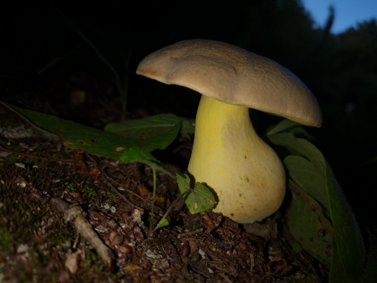 Белушка гриб