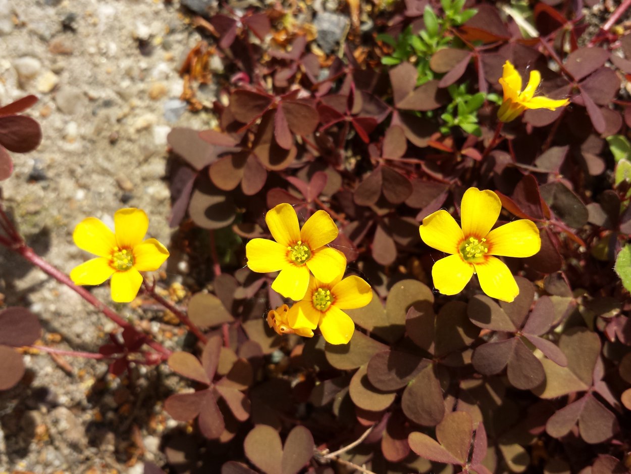 Кислица рожковая Oxalis corniculata сорняк