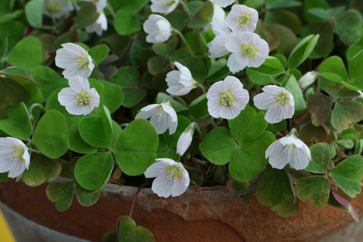Кислица обыкновенная (Oxalis acetosella)