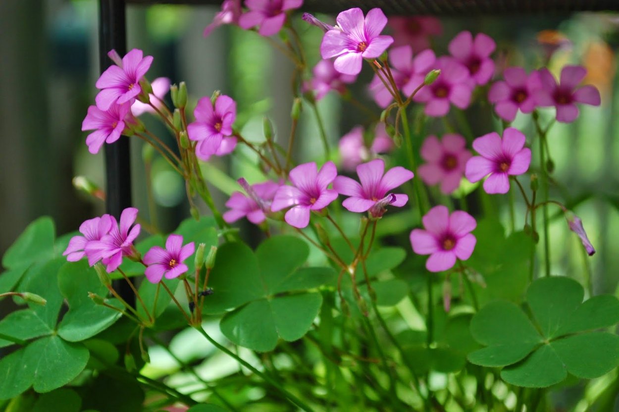 Кислица оксалис