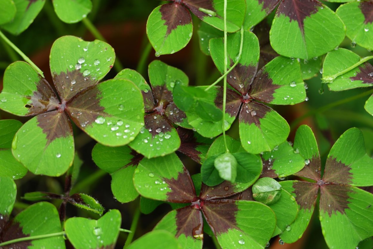 Кислица оксалис