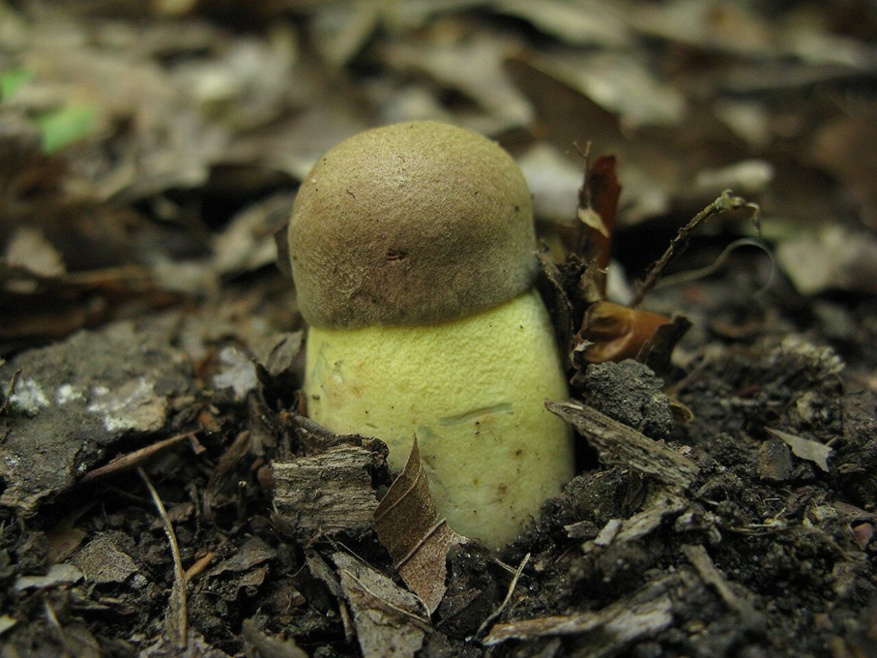 Боровик придаточковый Боровик девичий