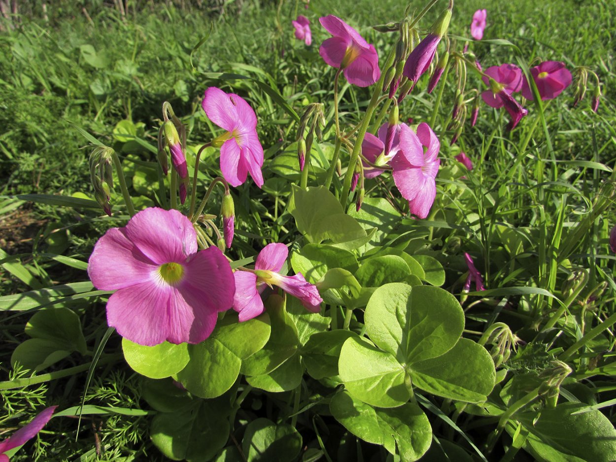 Кислица БОУВИ (Oxalis bowiei)
