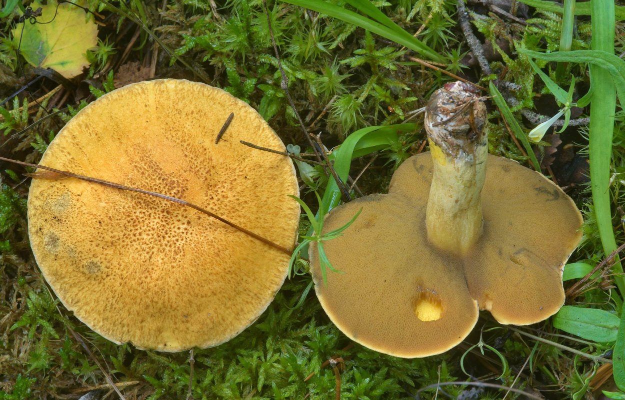 Моховик подольшаник