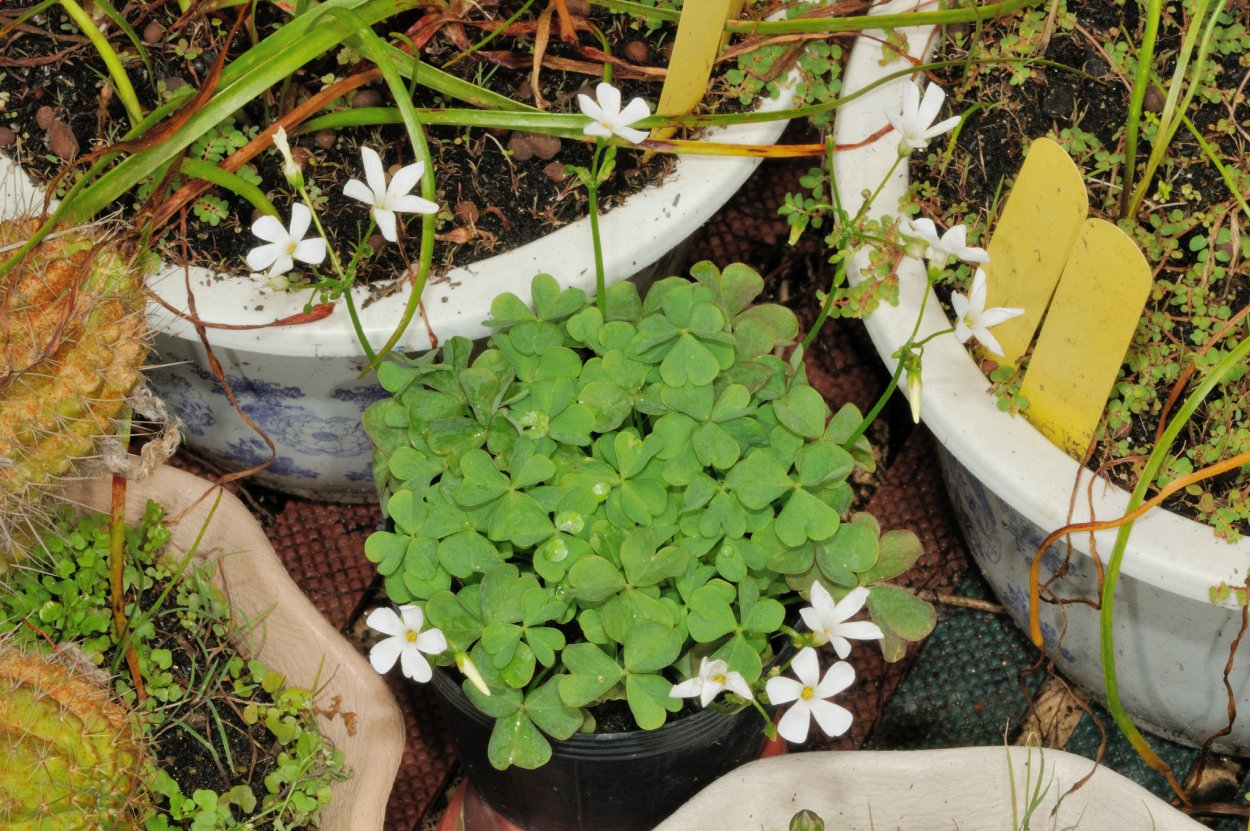 Вариегатный оксалис артикулата