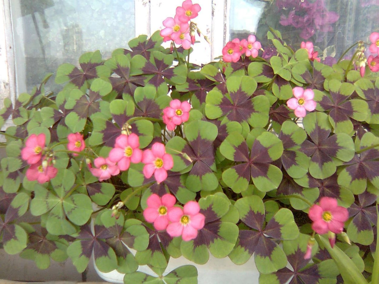 Оксалис (Кислица) Айрон кросс