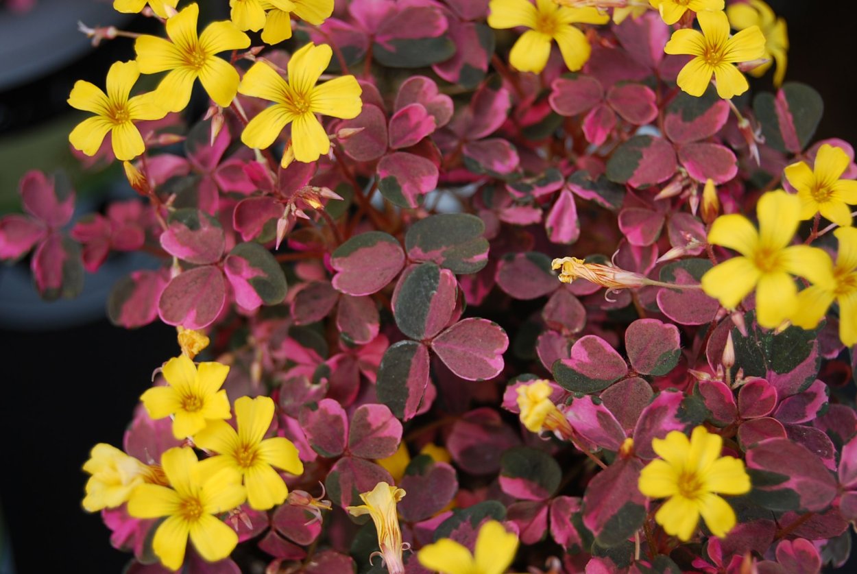 Oxalis attaquana