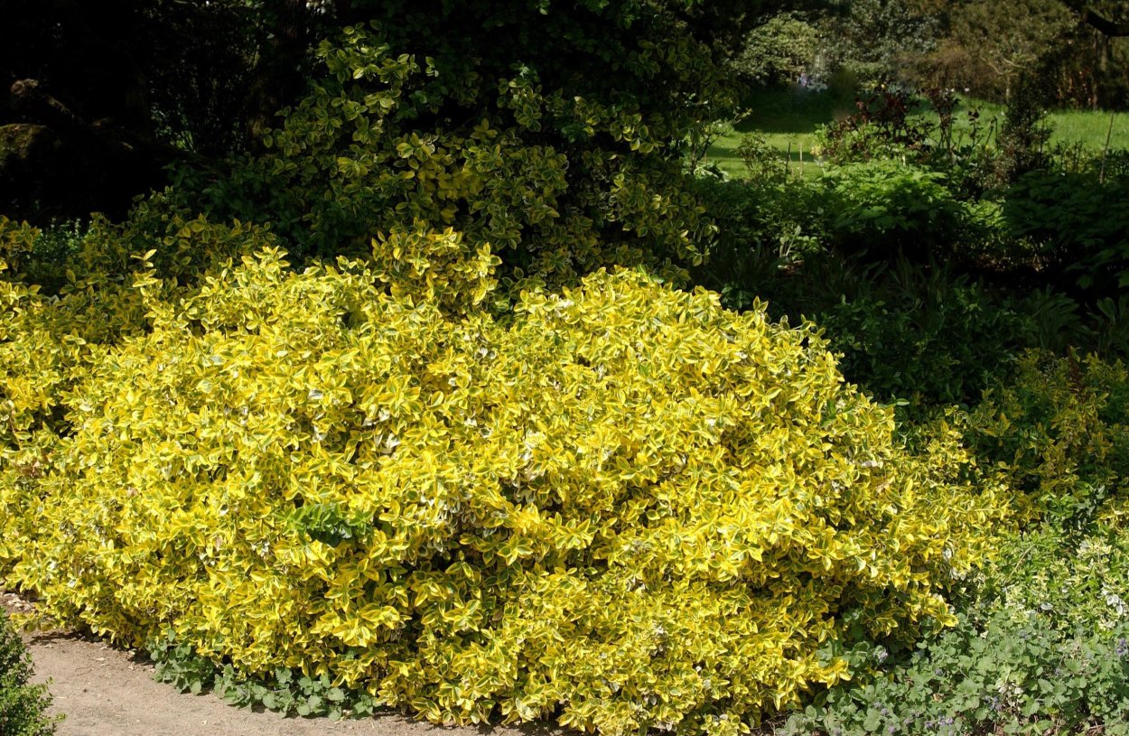 Бересклет Форчуна Sunspot