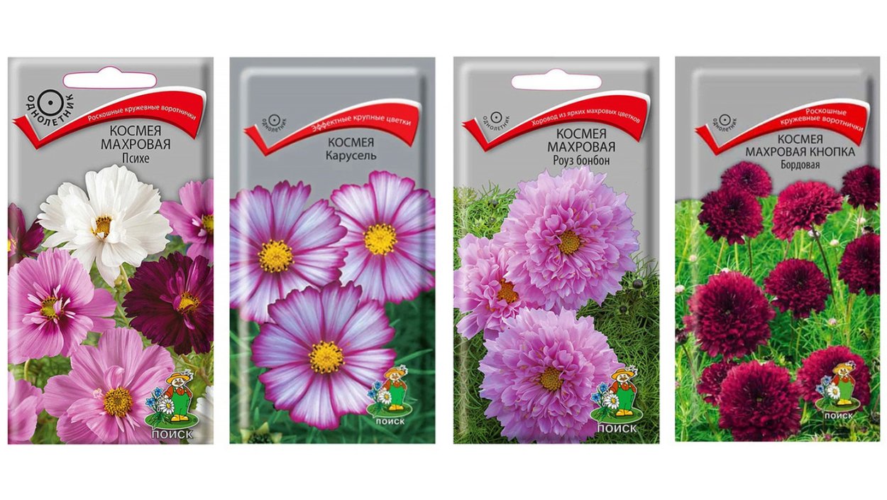 Космея махровая Роуз