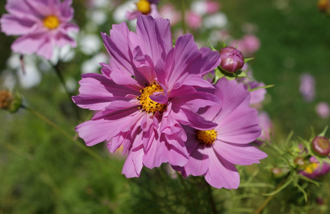 Космея глиссандо