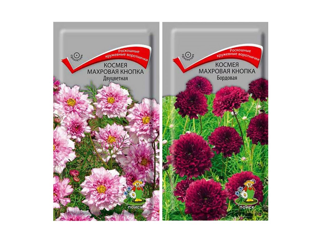 Космея махровая кнопка бордовая