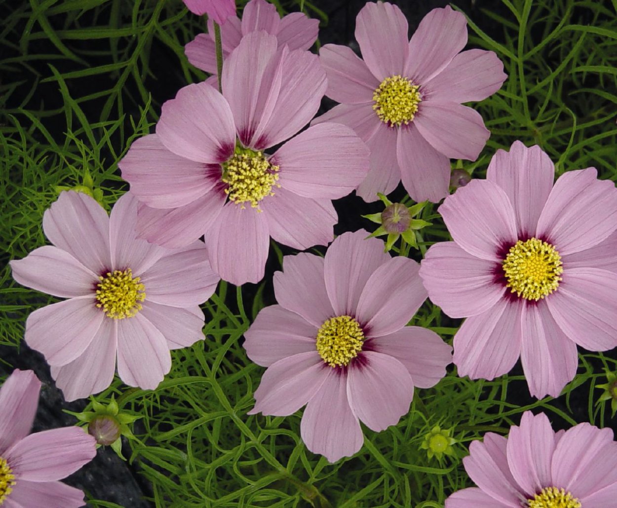 Космея дваждыперистая (Cosmos bipinnatus)