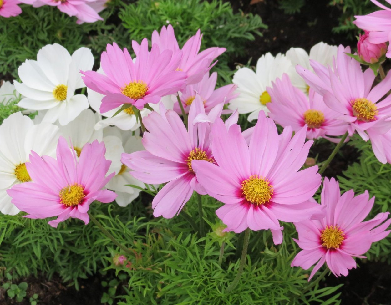 Космея дваждыперистая