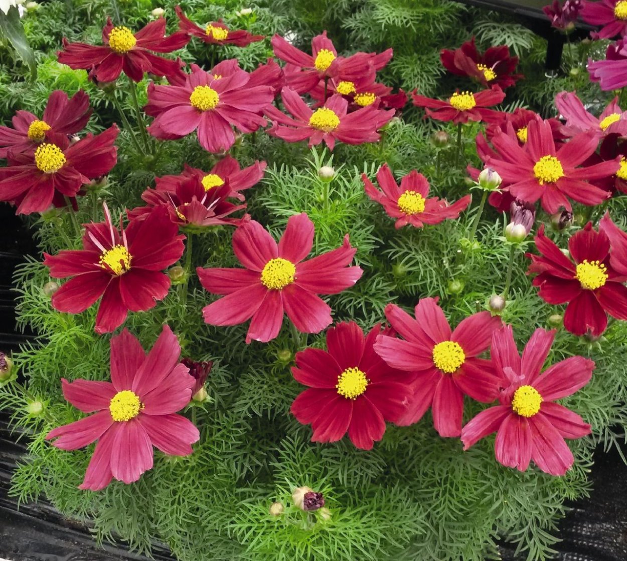 Космея Казанова Вайолет