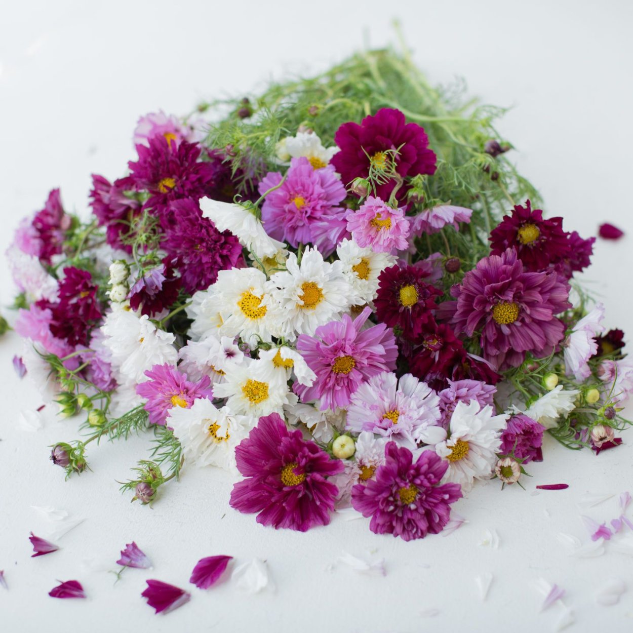 Космея Snow Puff