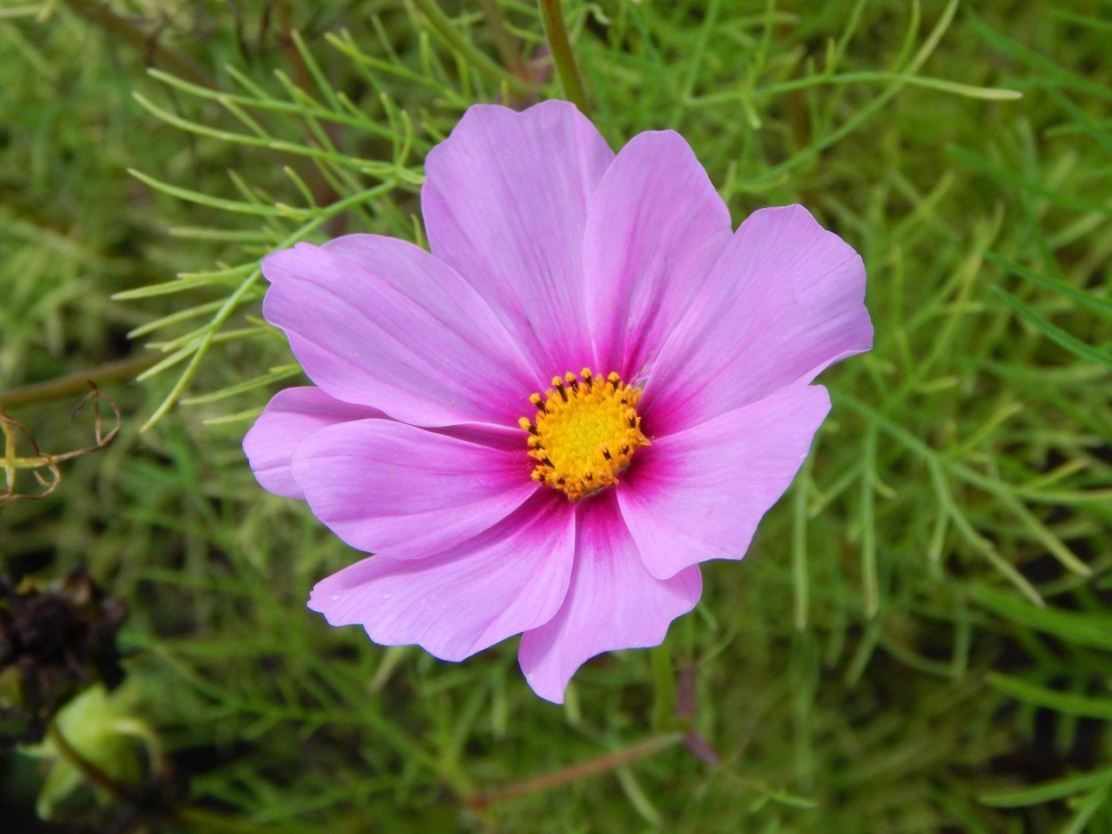 Космея Рыжик