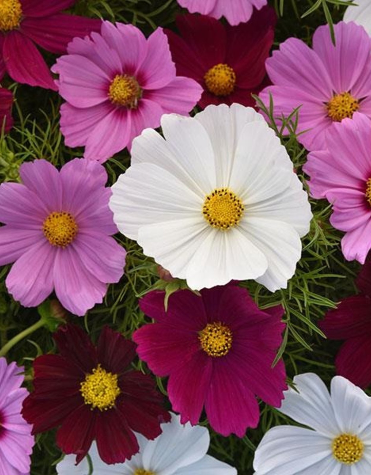 Космея Соната кармин