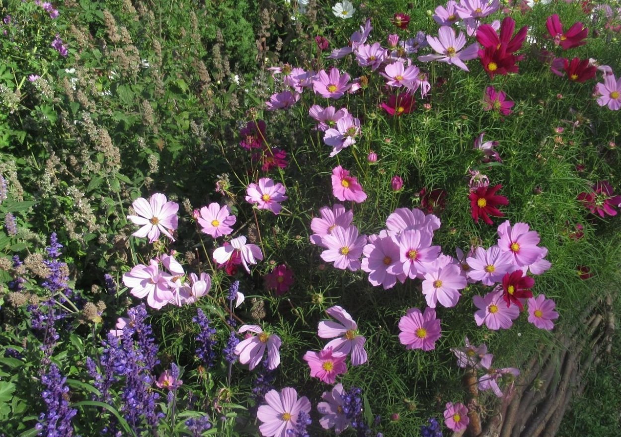 Космея карликовая