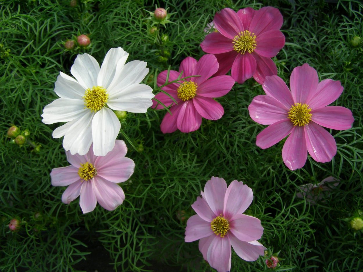 Космея сенсация Кримсон