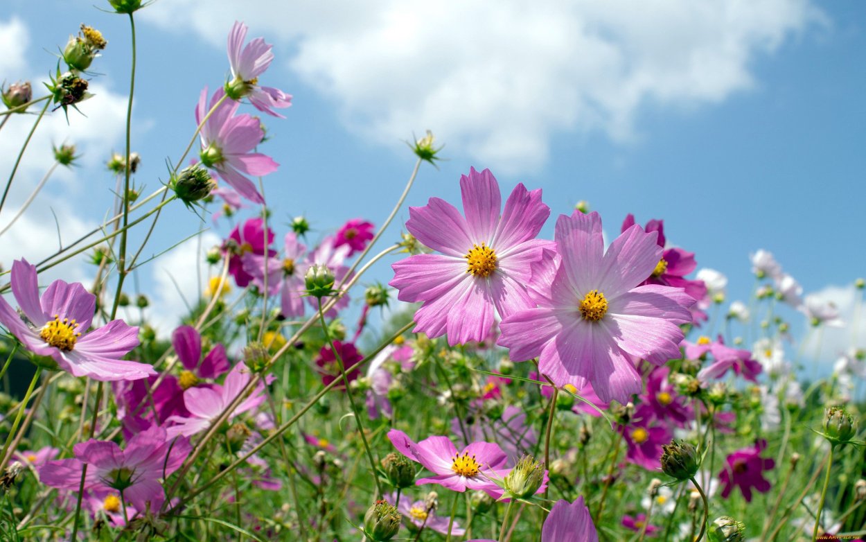 Космея кроваво-красная