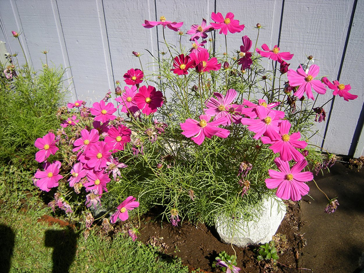 Космея низкорослая