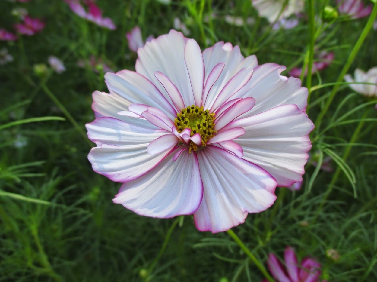 Космея Пикоти