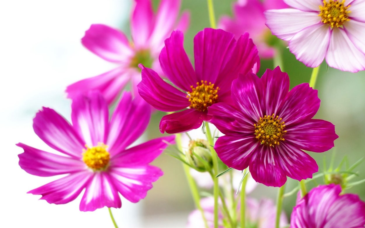 Космея строение цветка